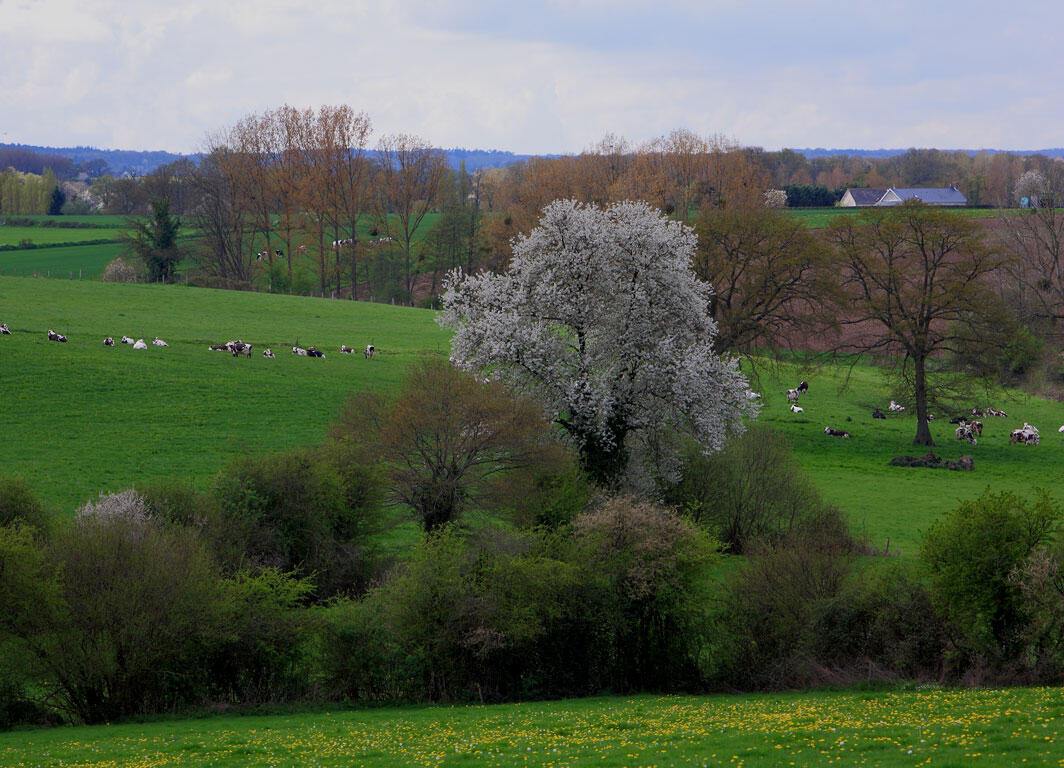 Bocage Mayennais
