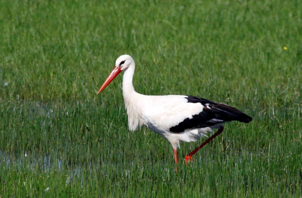 cigogne blanche (4)