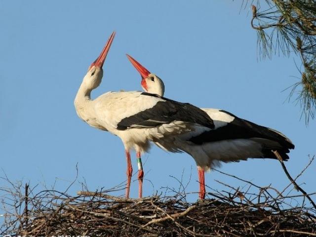 cigogne_blanche_photo
