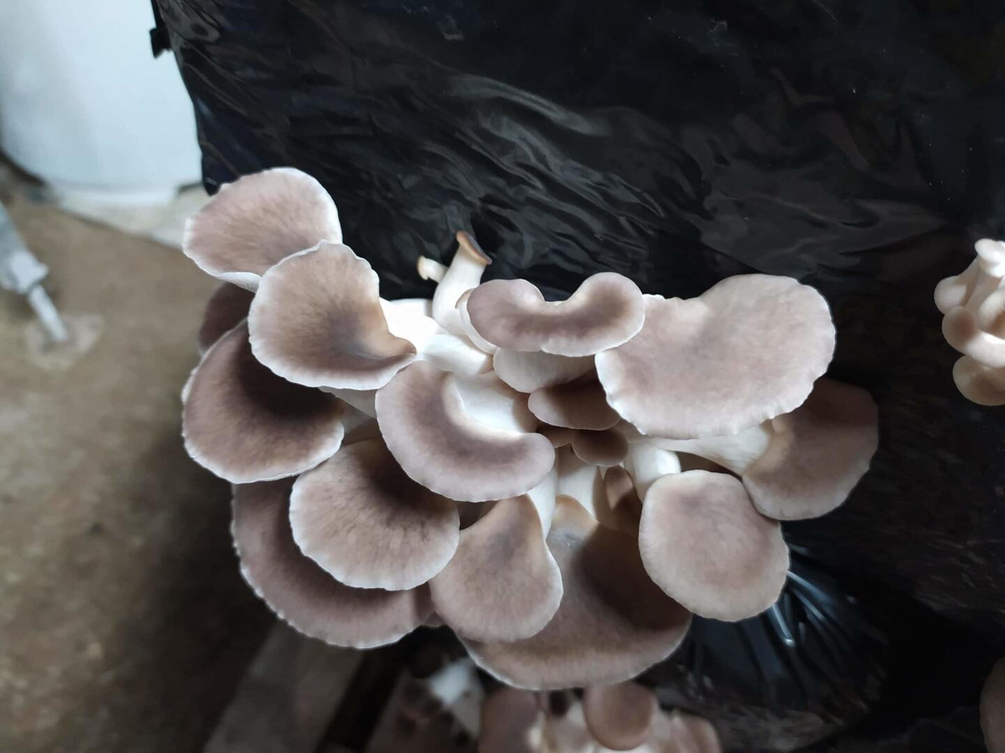 Pleurotes_grises_La_Ferme_De_Cédric-49-DEG-photo1