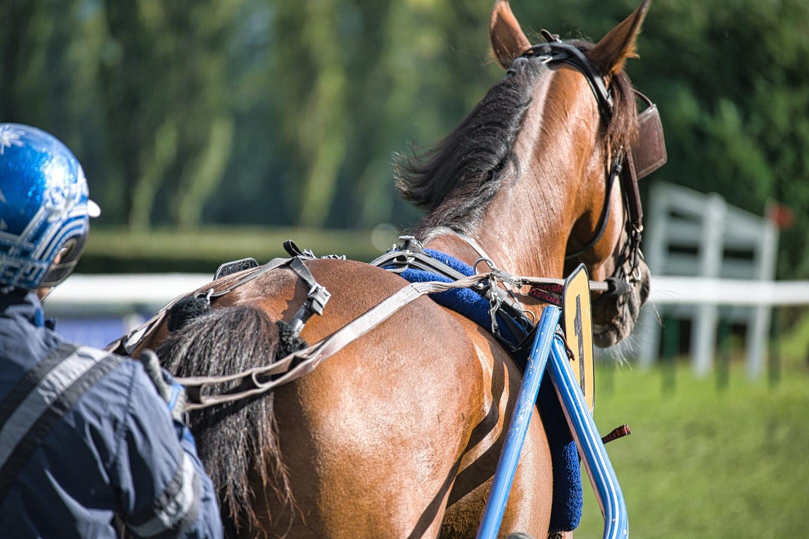 horse-ge8669d56e_1920