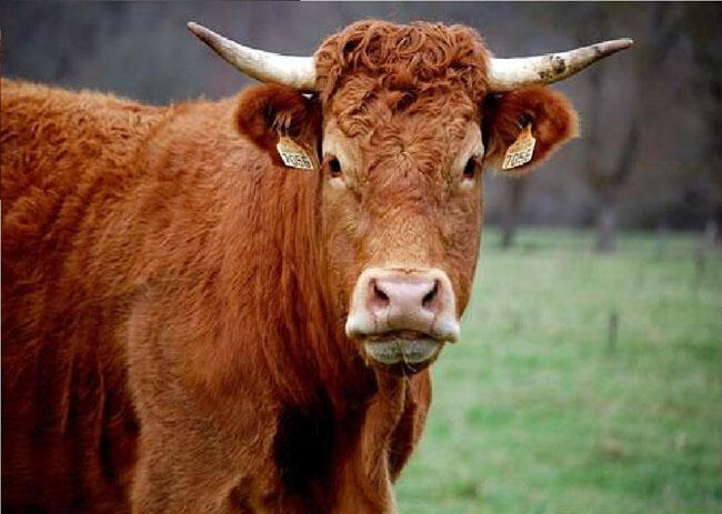 le-boeuf-1
