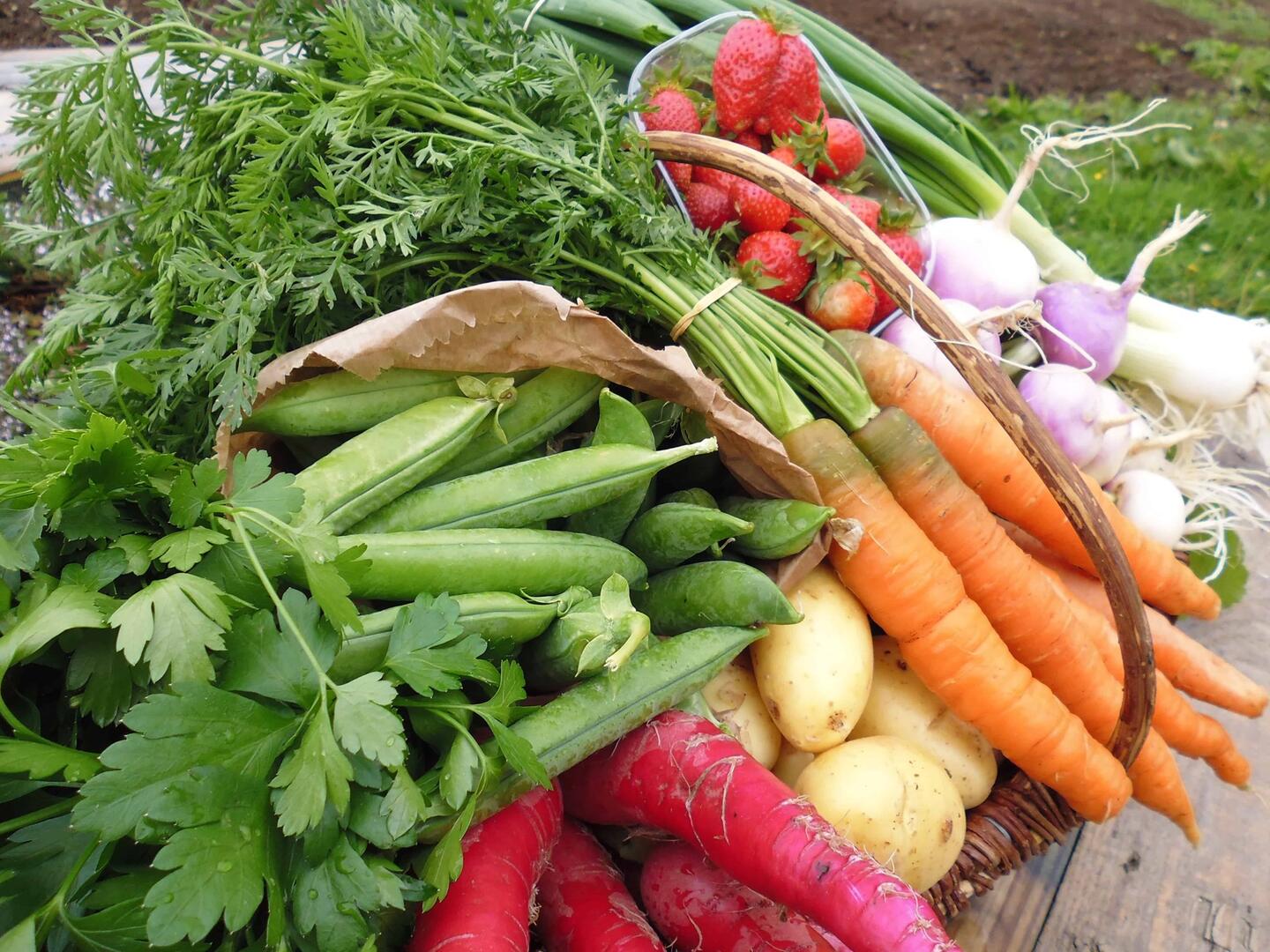 le-jardin-pachamama-la bretonniere-la-claye-panier-de-legumes