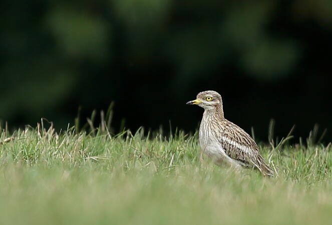 Sortie nature-LPO85-Nalliers- photo oedicneme criard