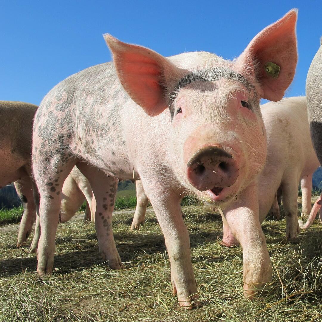 pig-214349_1920