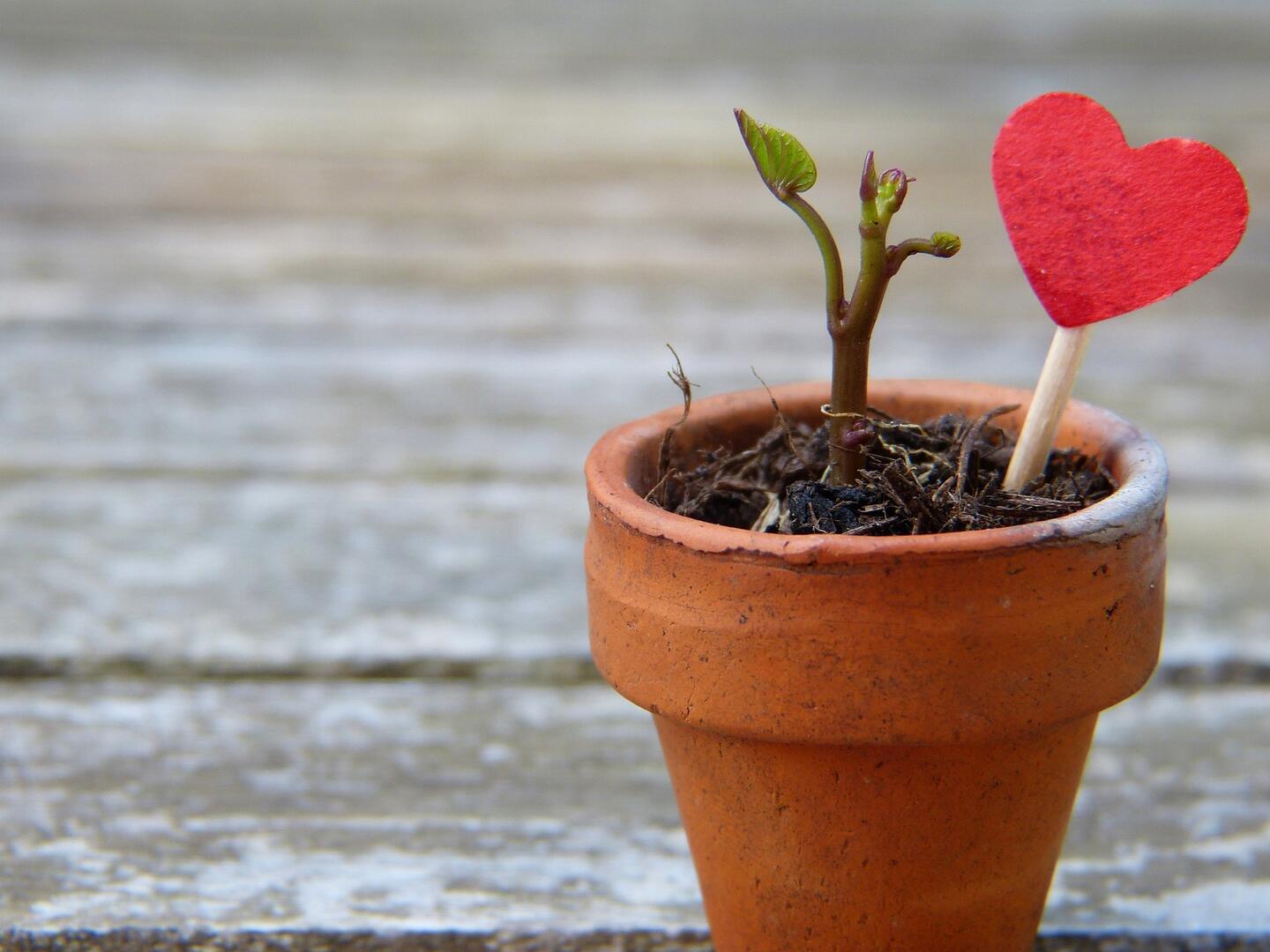 plant-pot-2756428_1920