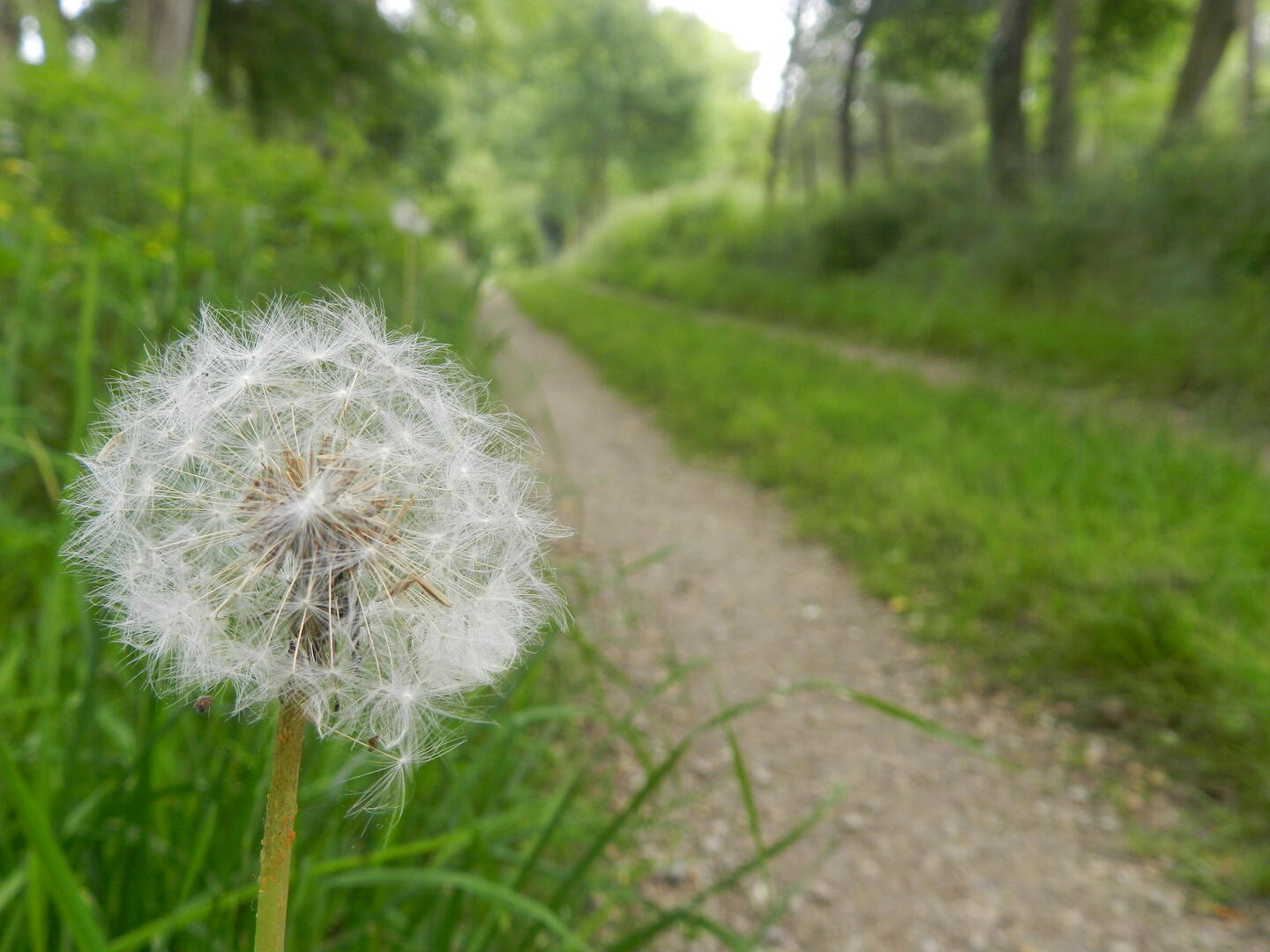 rando photo chemin - photo c+®line (10)
