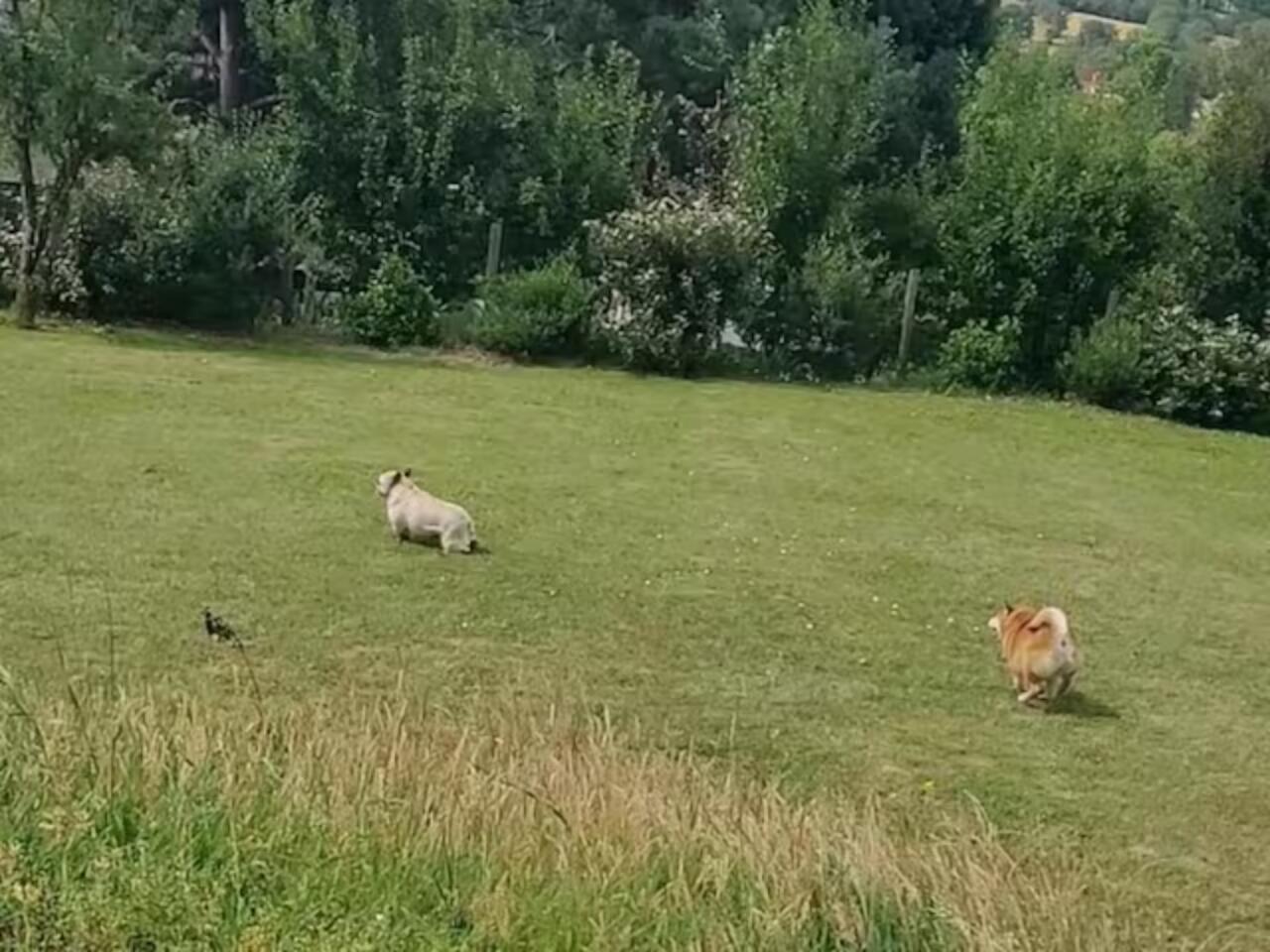 Chasse aux oeufs