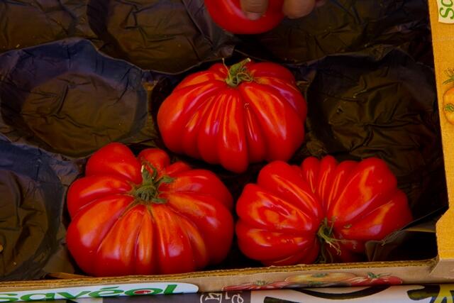 tomates©OTVD-V.Bouvier.0617 2 - ©_ OK