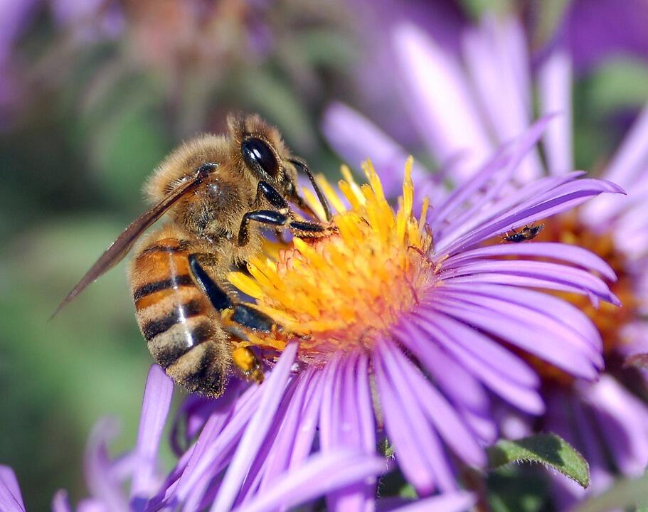 Abeille-3