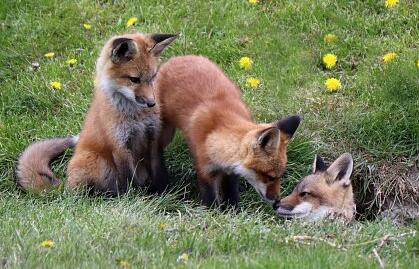 Renard roux