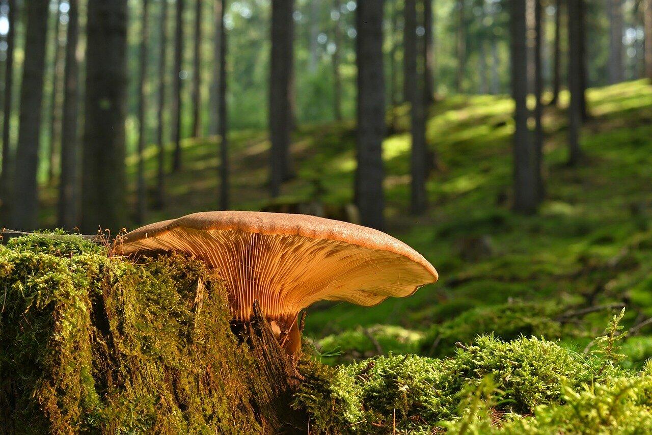 Champignon