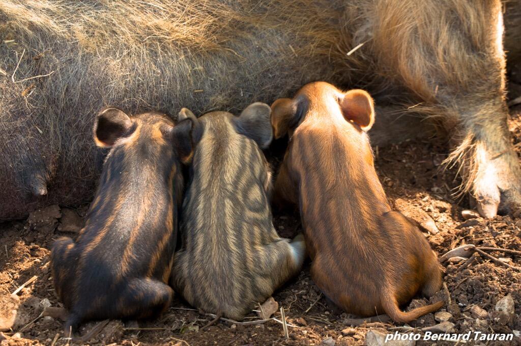 Cochons