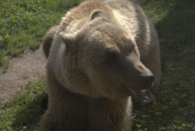 Ours