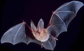 chauve-souris