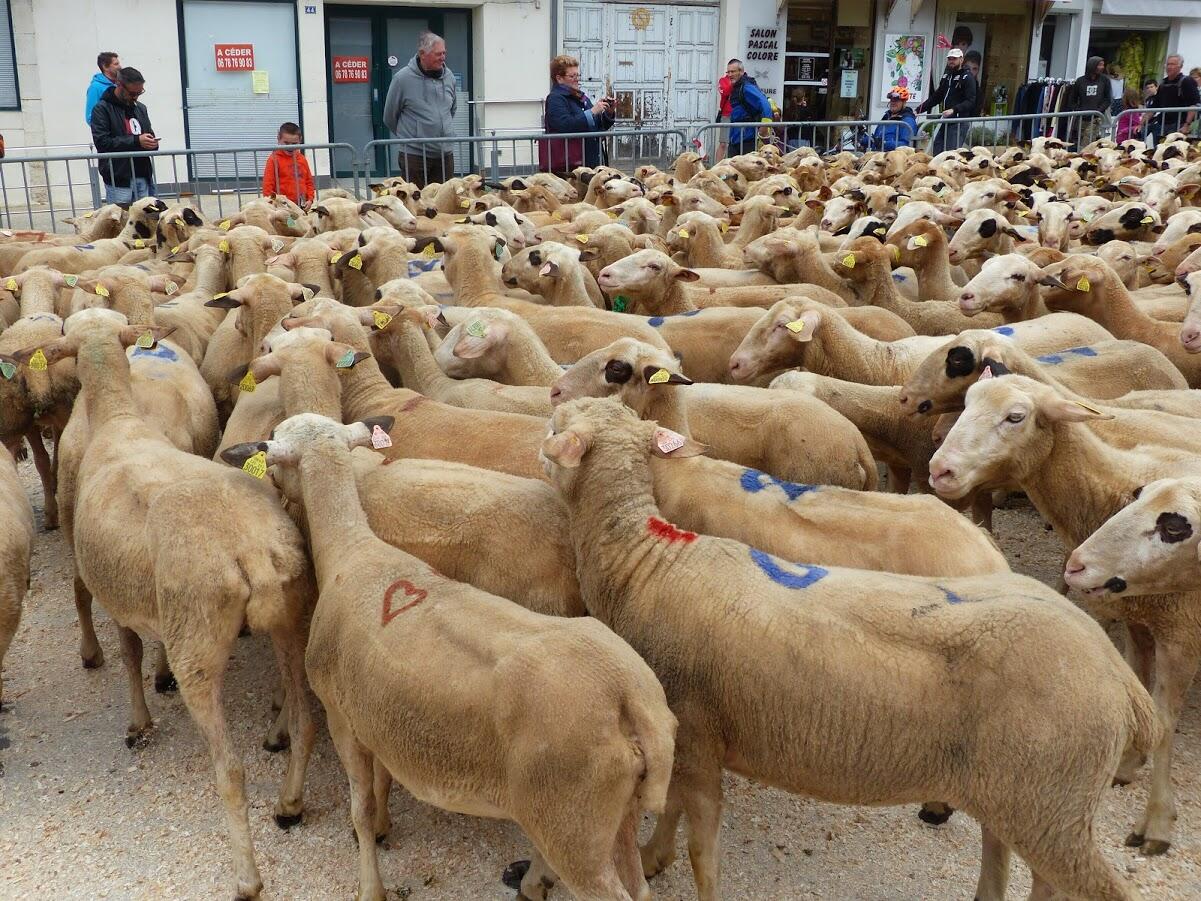 Transhumance_Luzech-Bélaye