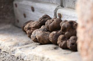 Truffes (1) @JMOREL