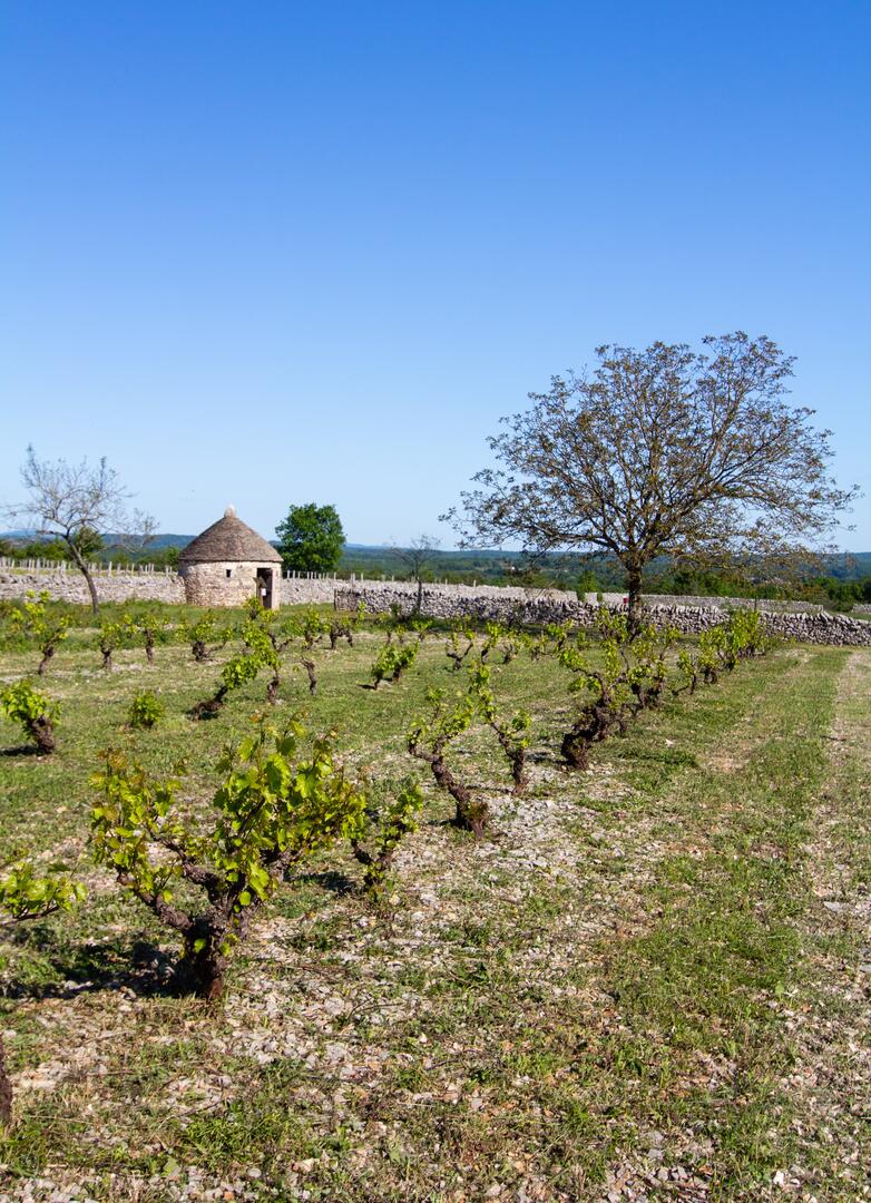 Vigne et cazelle à Rocamadour