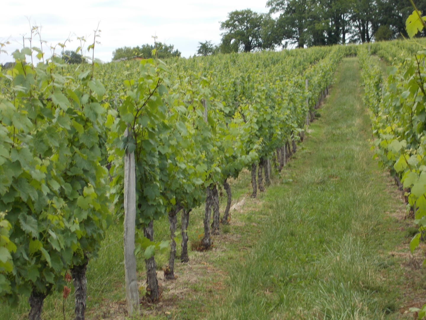 Vignes