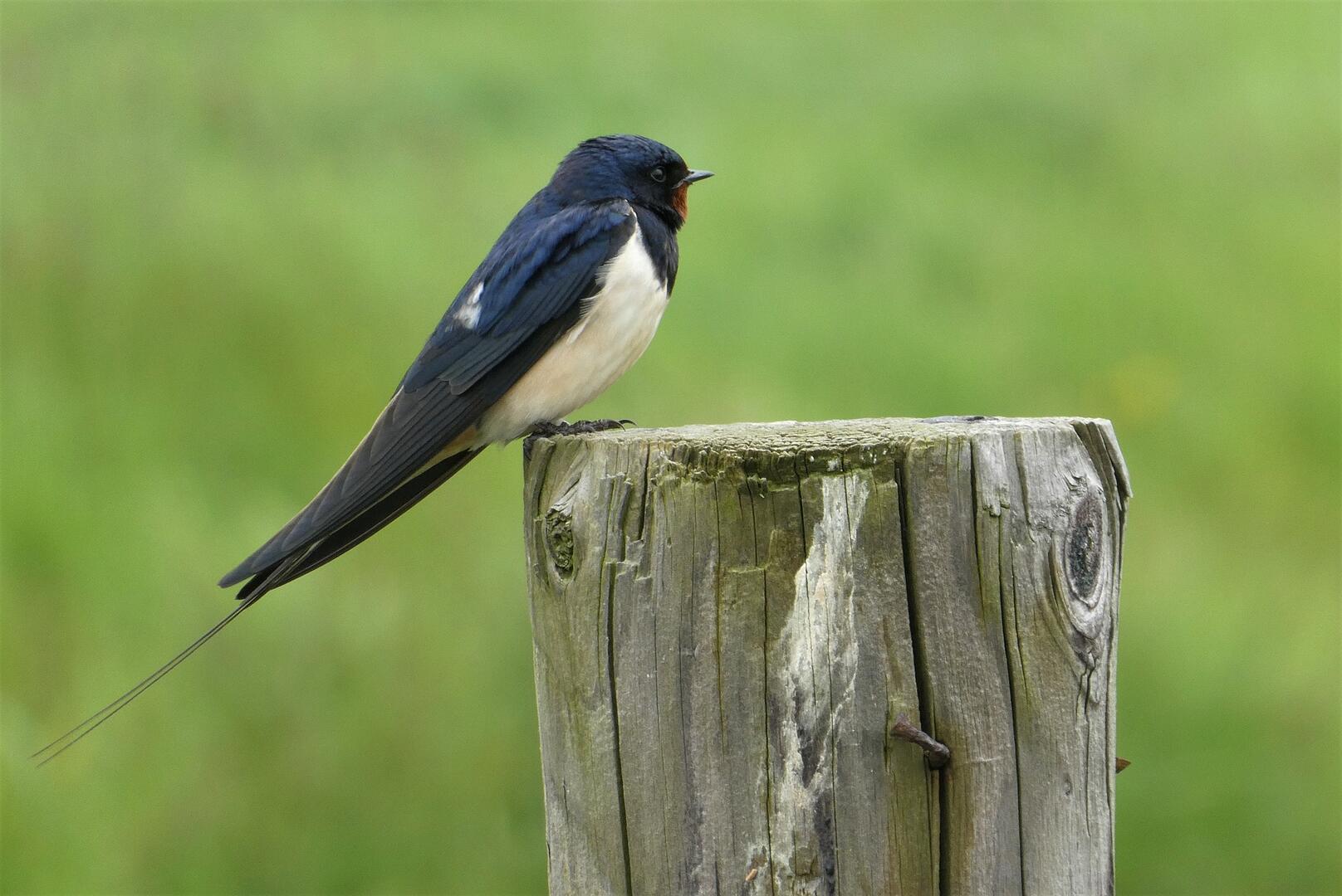 barn-swallow-g7d7f0aac8_1920
