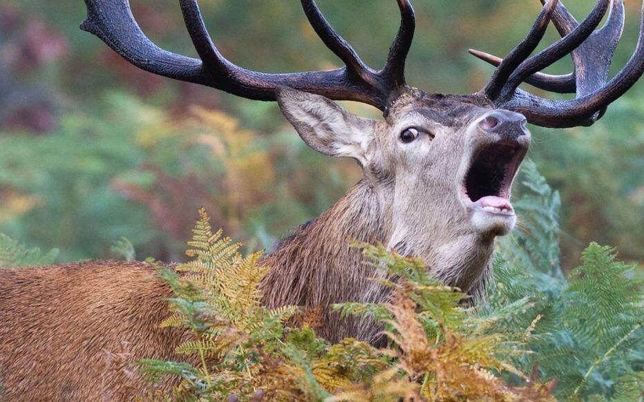 brame du cerf@PHOTOSHOOT_MAXPPP
