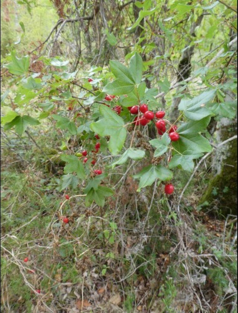 decouverte-des-plantes-espedaillac