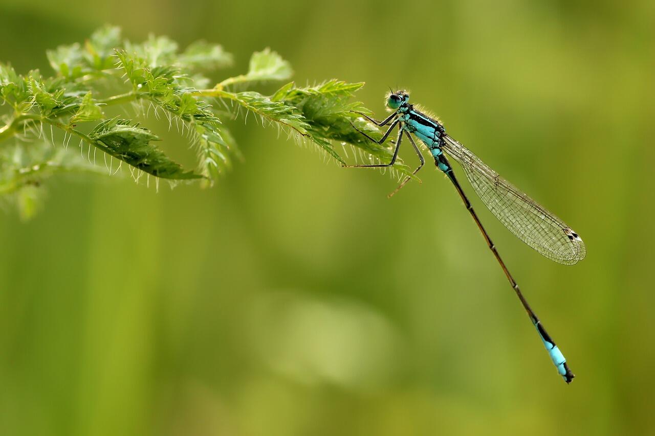 dragonfly-g19d364a89_1280