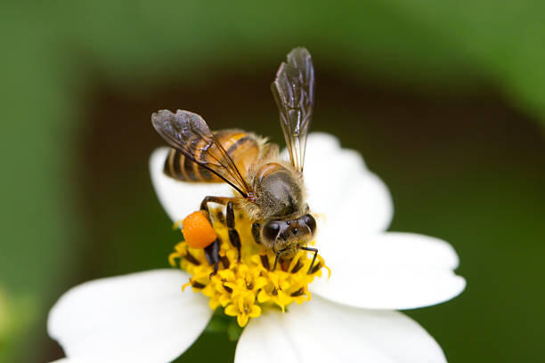 istockphoto-105687433-612x612