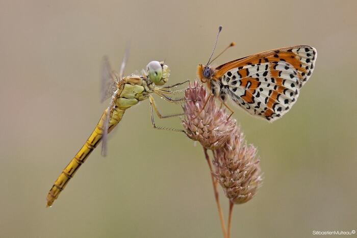 libellule et papillon @sebastienmulteau