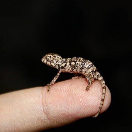 naissance-exceptionnelle Furcifer pardalis