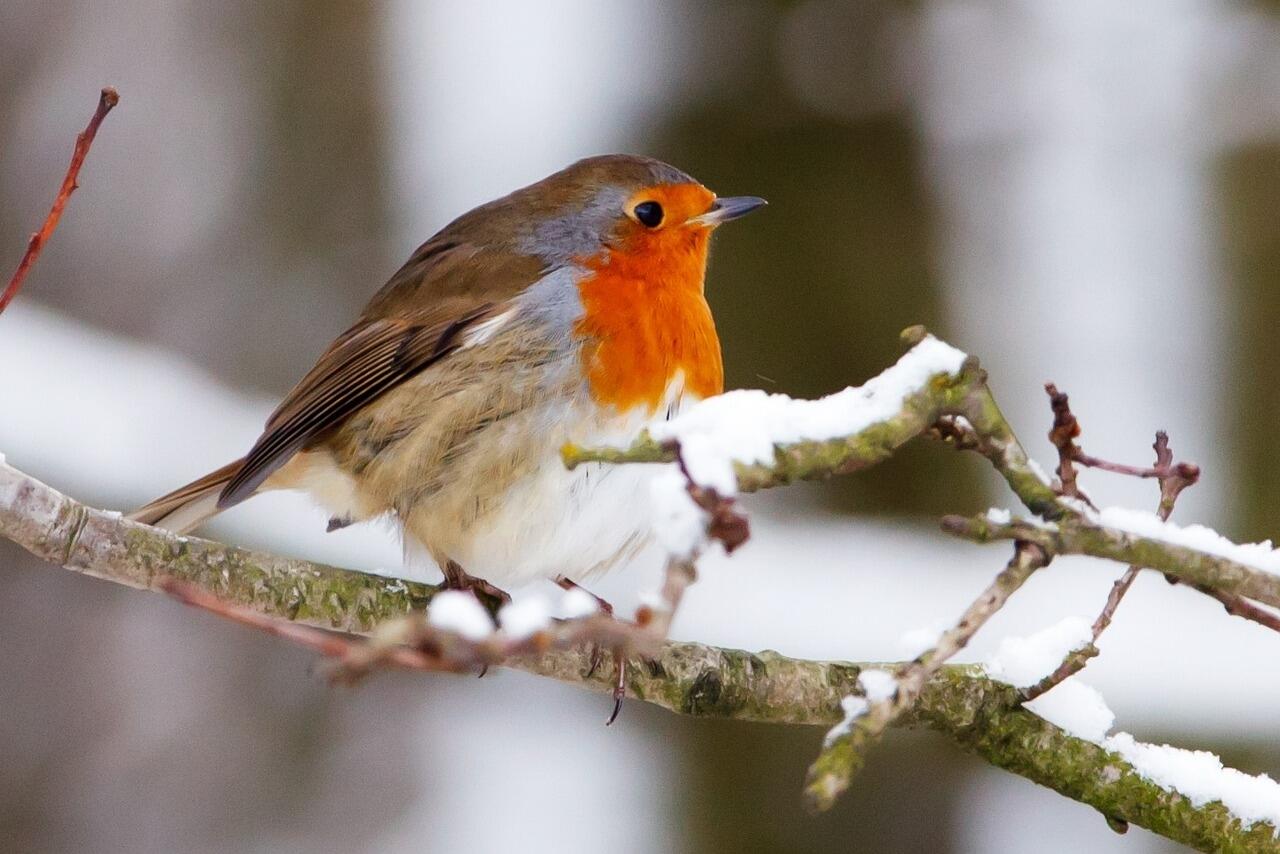 oiseau hiver©PublicDomainPictures_Pixabay