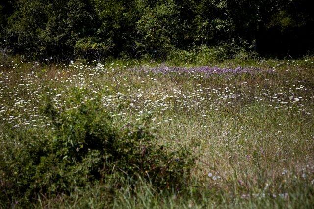 paysage fleurs département lot