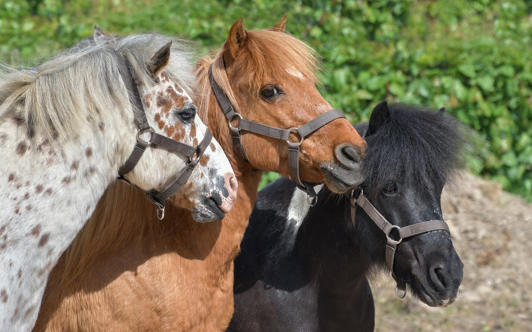Balade poneys