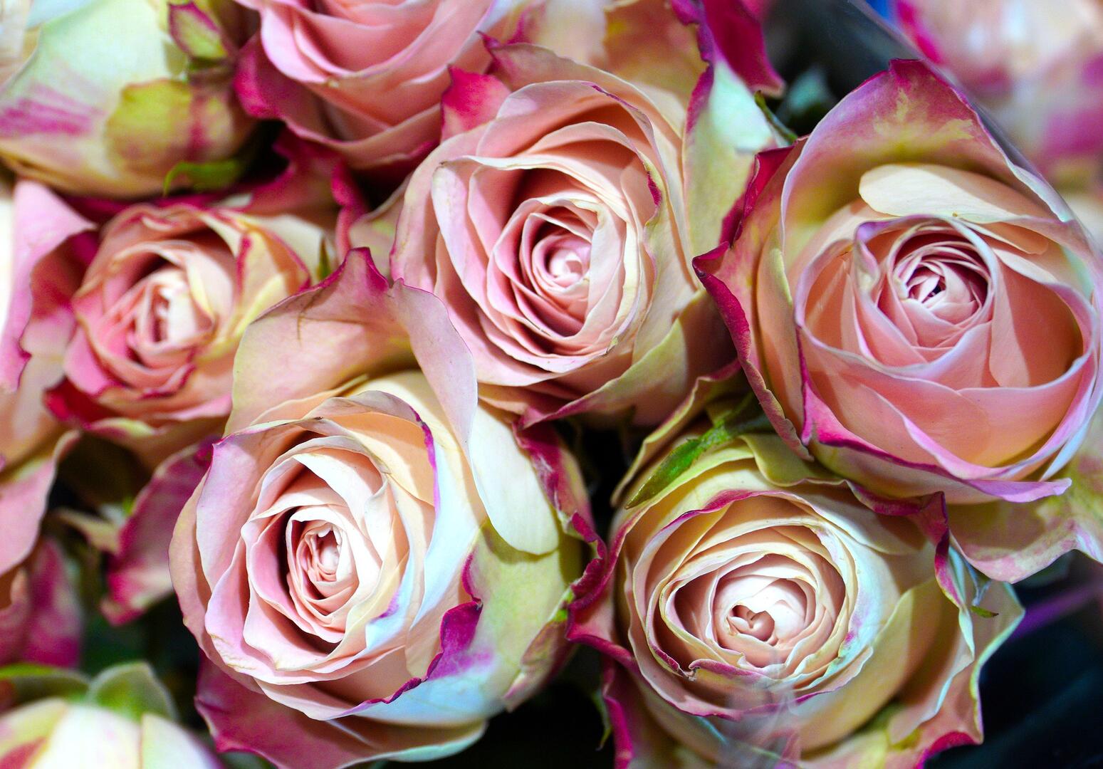 roses-5958295_1920