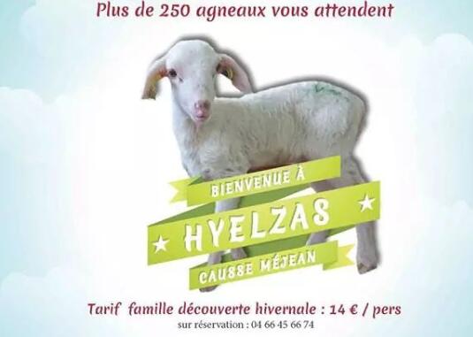 DES BREBIS ET DES HOMMES