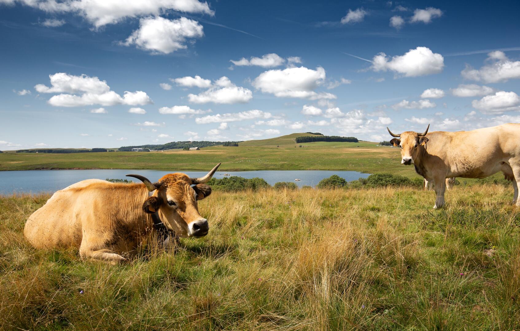 Vaches Aubrac au Lac des Moines (1)