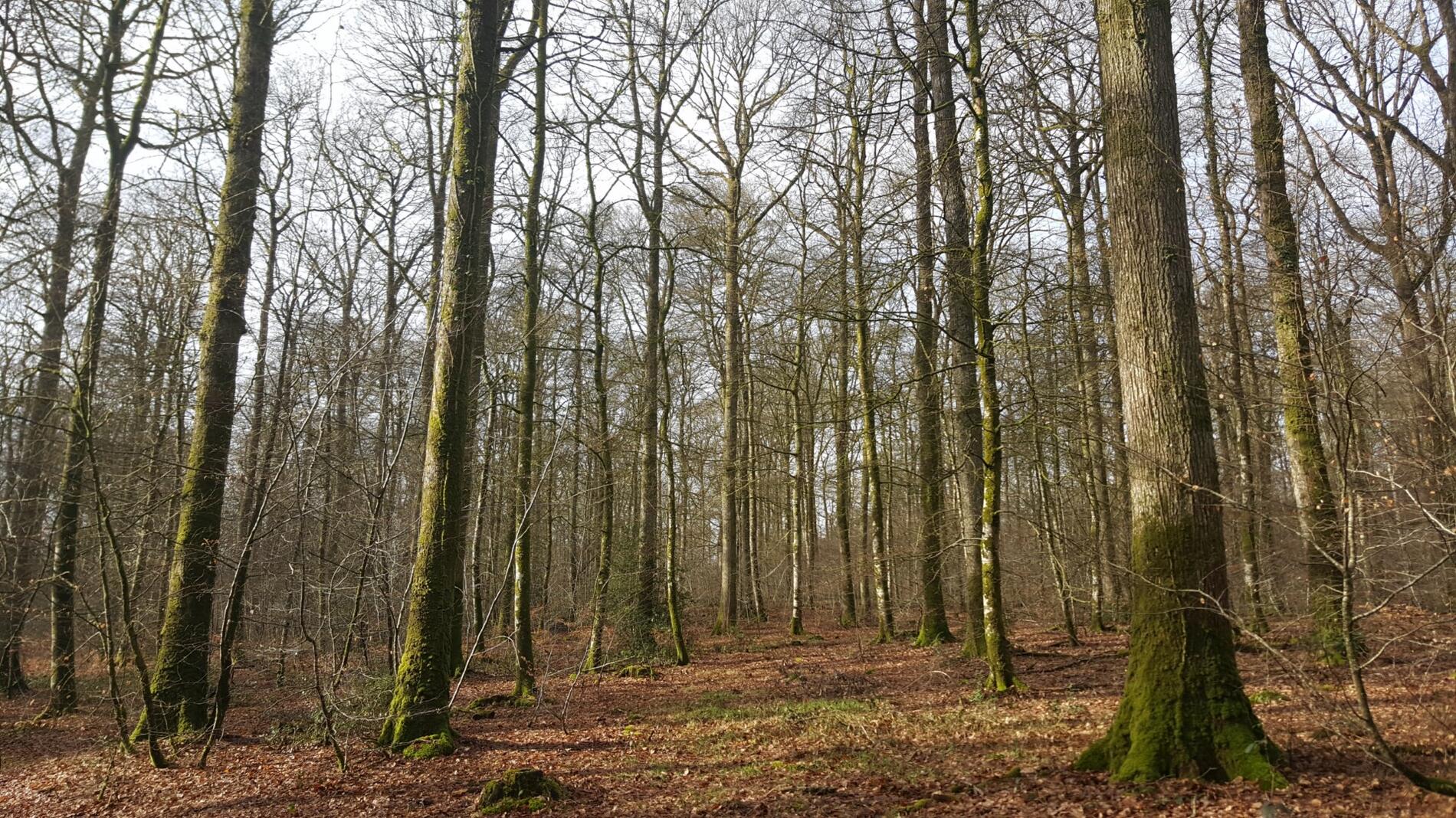 2022_03_21_foret_