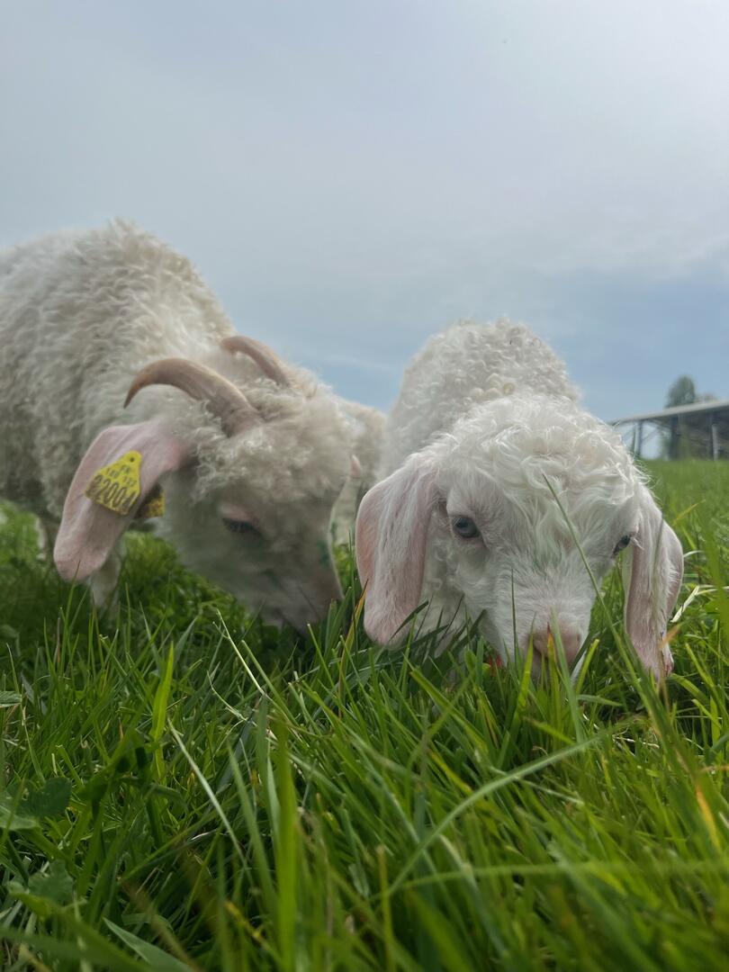 Chèvres angora
