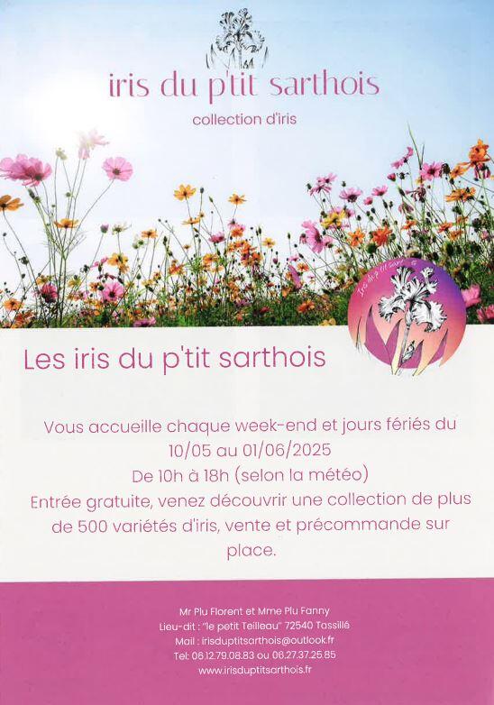 Iris du Ptit Sarthois