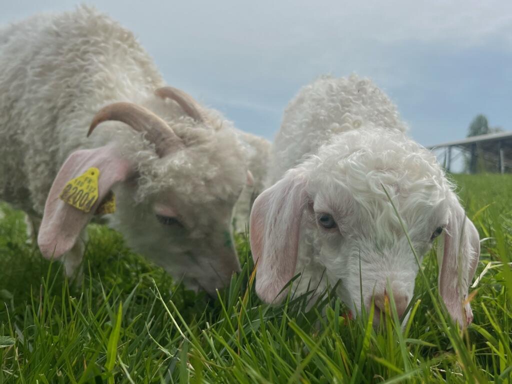 Chèvres Angora