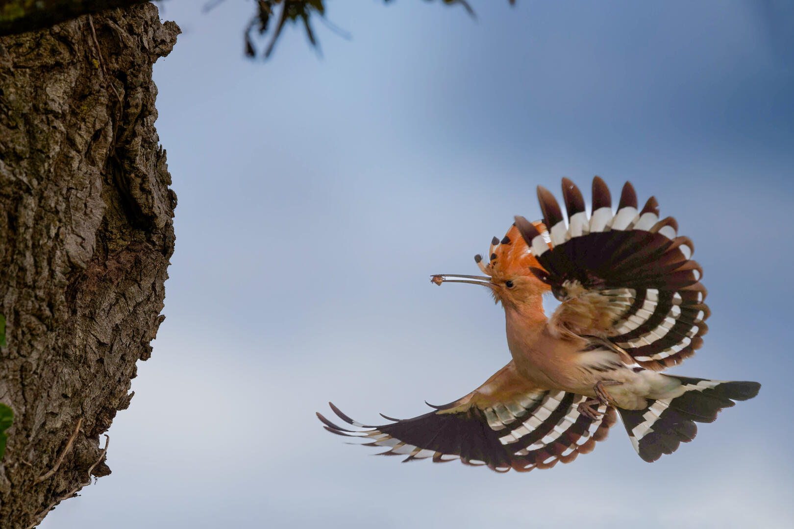 Exposition-oiseaux-jean-marc-rabiller-biblioreve-paulx-44-fma-1