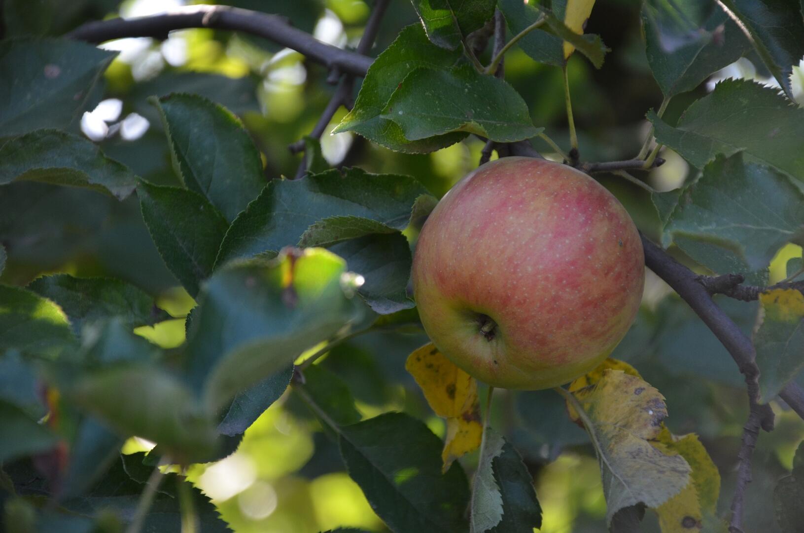Pomme