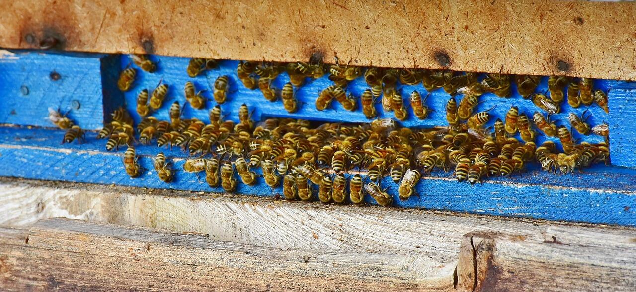 abeilles-3