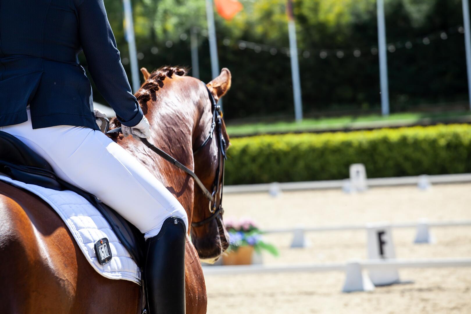 CONCOURS EQUITATION_DRESSAGE