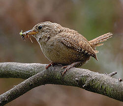 CPIE_Troglodyte mignon
