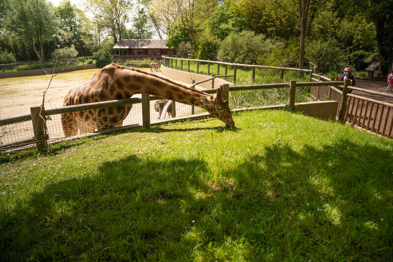 Girafe-male-Zoo-de-Champrepus©Xavier Lachenaud-Attitude Manche