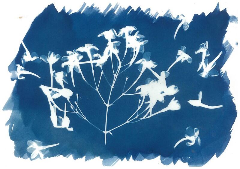 P'tit atelier - Cyanotype