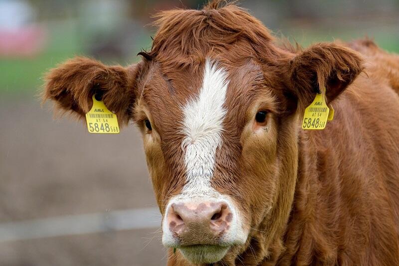 cow-5675684_1920