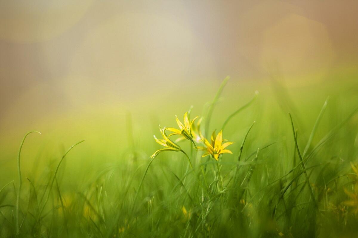 grass-3085457_1920