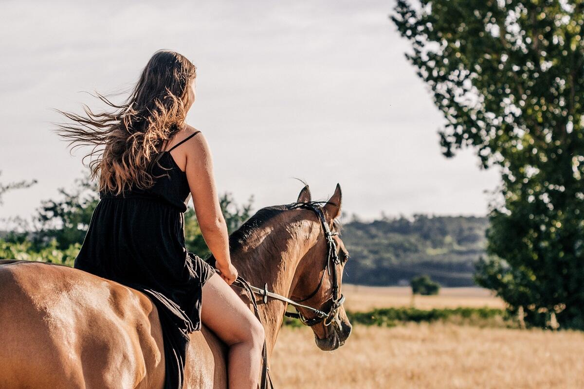 horse-3553269_1920